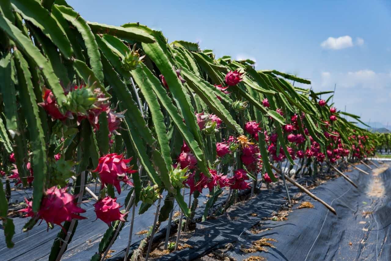 北方可以種植火龍果嗎？怎么施肥產(chǎn)量高？